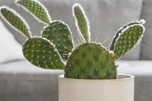 室内风水植物有哪些，常见的有蓬莱松、君子兰等