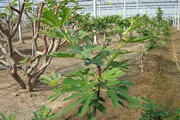 种植无花果的环境要求，适合生长在高温环境中