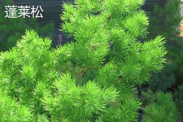 室内风水植物有哪些，常见的有蓬莱松、君子兰等