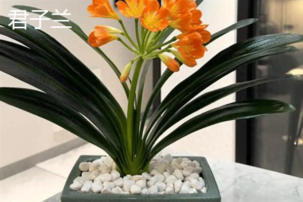 室内风水植物有哪些，常见的有蓬莱松、君子兰等