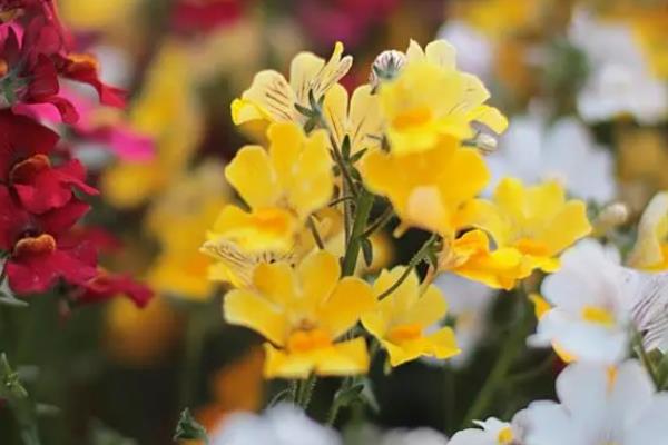 报春花的花语，寓意初恋、快乐、悲伤和不悔等