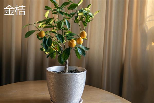 室内风水植物有哪些，常见的有蓬莱松、君子兰等