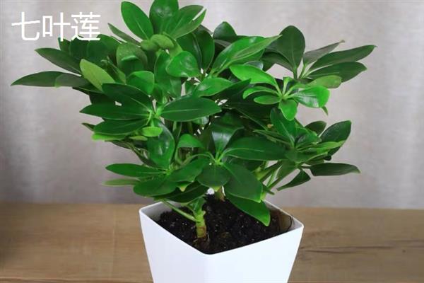 室内风水植物有哪些，常见的有蓬莱松、君子兰等