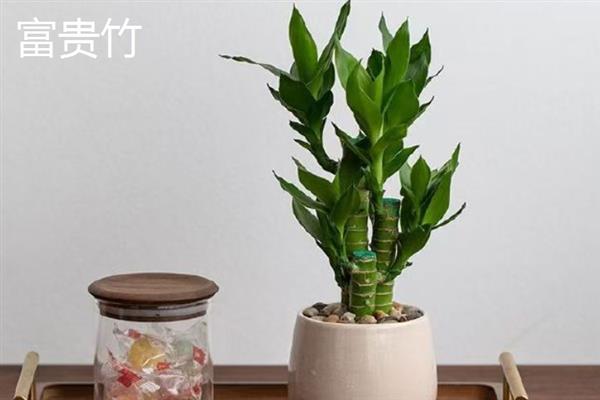 室内风水植物有哪些，常见的有蓬莱松、君子兰等