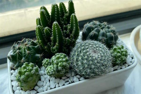 室内风水植物有哪些，常见的有蓬莱松、君子兰等