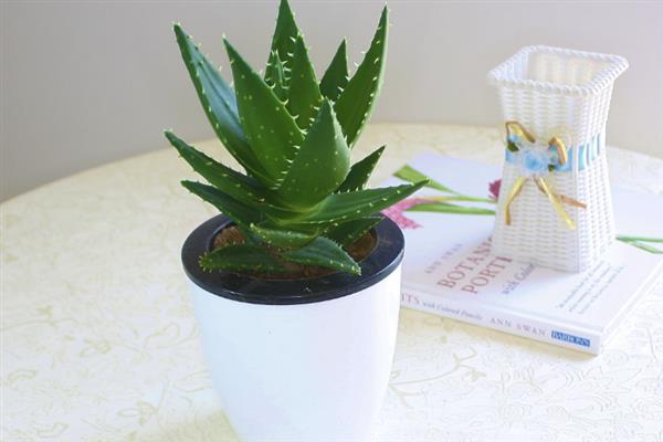室内风水植物有哪些，常见的有蓬莱松、君子兰等