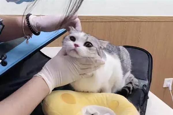 为什么猫咪会流口水，可能是感觉比较放松或口腔内有异物所致
