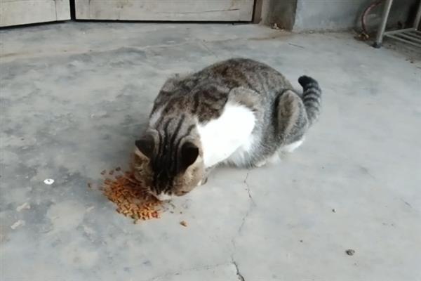 为什么猫咪会流口水，可能是感觉比较放松或口腔内有异物所致