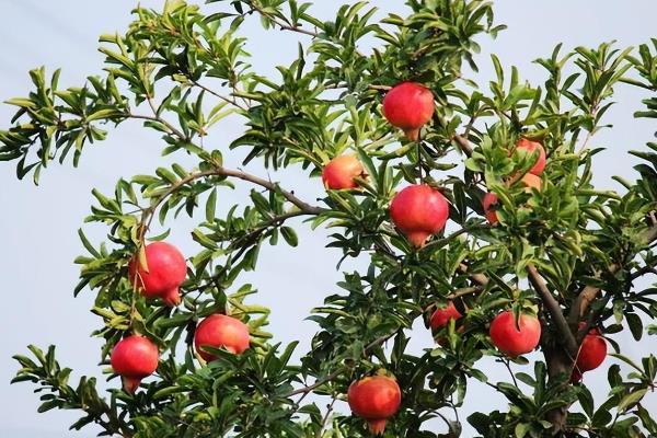 石榴树不开花不结果的原因，可能是养护环境的采光较差