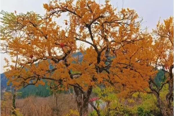 石榴树不开花不结果的原因，可能是养护环境的采光较差