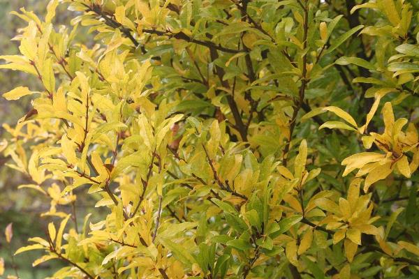 石榴树不开花不结果的原因，可能是养护环境的采光较差