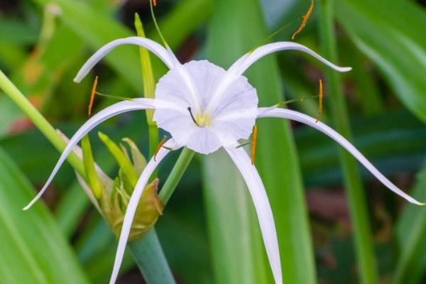 水鬼蕉有没有毒,水鬼蕉带有一定毒性