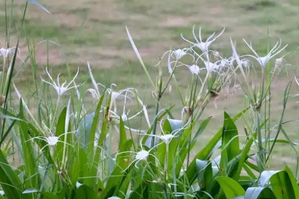水鬼蕉有没有毒,水鬼蕉带有一定毒性