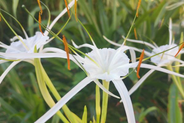 水鬼蕉有没有毒,水鬼蕉带有一定毒性