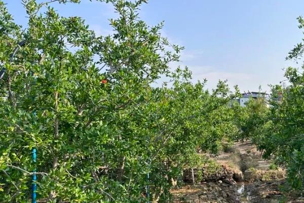 石榴树不开花不结果的原因，可能是养护环境的采光较差