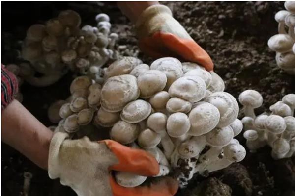 食用菌肥料的施用注意事项,肥液浓度要适当