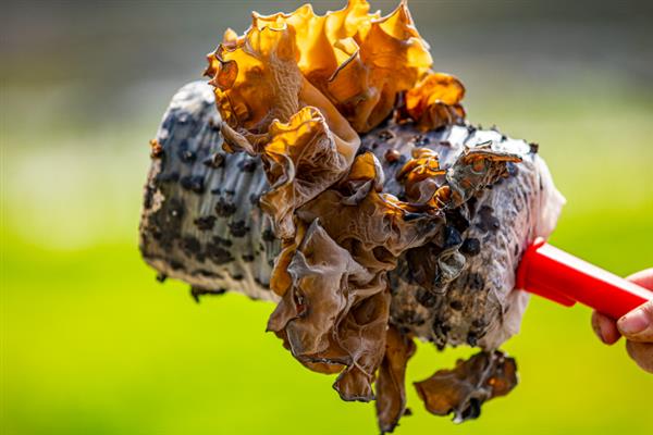 食用菌肥料的施用注意事项,肥液浓度要适当