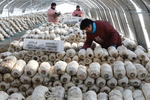 食用菌肥料的施用注意事项,肥液浓度要适当