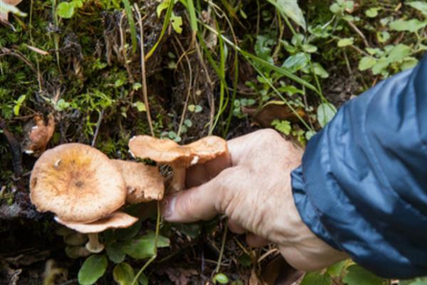 食用菌肥料的施用注意事项,肥液浓度要适当
