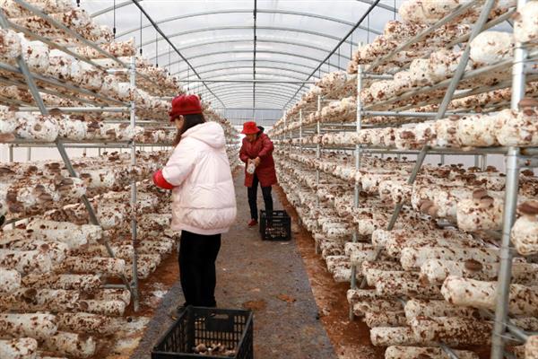 食用菌肥料的施用注意事项,肥液浓度要适当