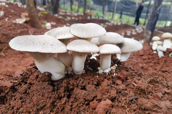 食用菌肥料的施用注意事项,肥液浓度要适当