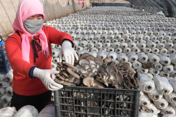 食用菌肥料的施用注意事项,肥液浓度要适当