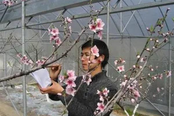 桃树如何人工授粉，蘸取花粉涂抹至花朵的柱头上