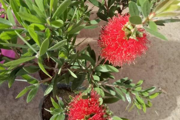 红千层的品种，包括垂枝红千层和柳叶红千层