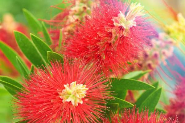 红千层的品种，包括垂枝红千层和柳叶红千层