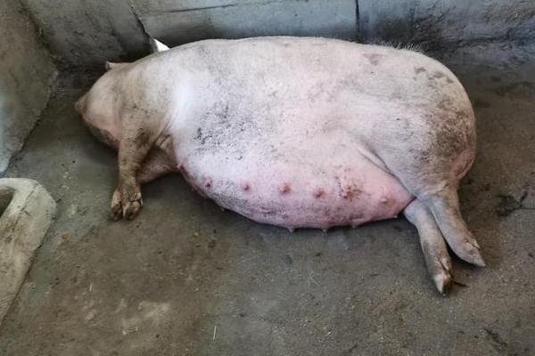 猪拉稀像拉水的原因，可能是患上了病毒性腹泻