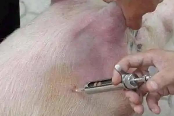 猪拉稀像拉水的原因，可能是患上了病毒性腹泻