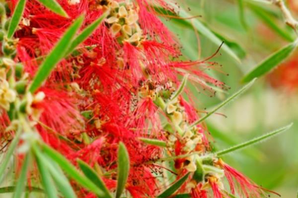 红千层的品种，包括垂枝红千层和柳叶红千层