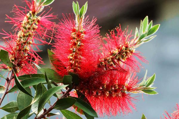 红千层的品种，包括垂枝红千层和柳叶红千层