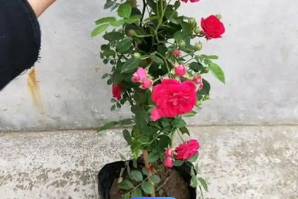 四季红木香怎么养殖，生长期间把温度控制在20-25℃