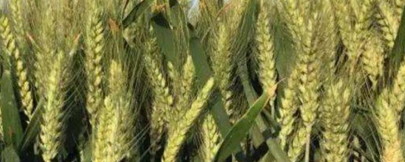 金穗116小麦品种简介，适宜的播期为10月18日至25日