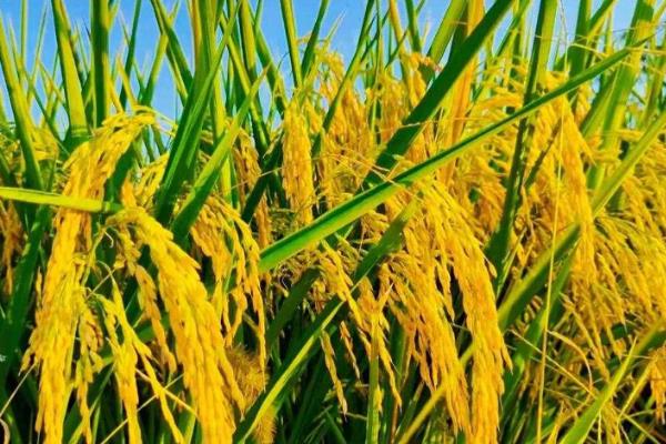 金穗116小麦品种简介，适宜的播期为10月18日至25日