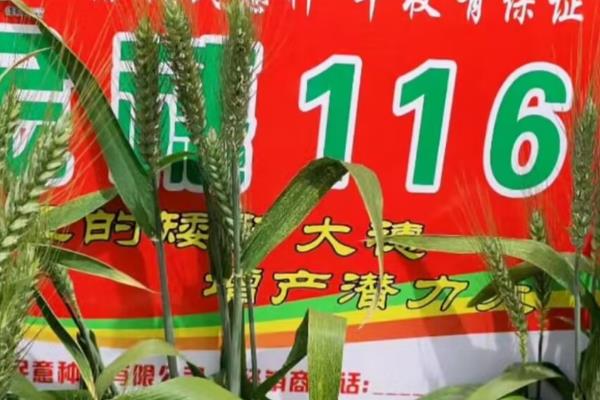 金穗116小麦品种简介，适宜的播期为10月18日至25日