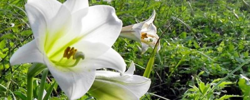 百合花如何栽培，生长前期需控制温度在15-25℃左右