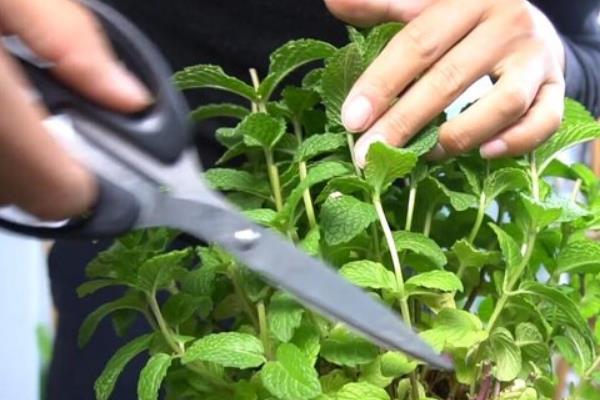 薄荷怎么养，浇水时尽可能用喷洒的方法