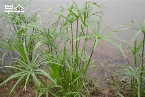耐盐植物有什么特性，可在含盐量较高的土质中生长