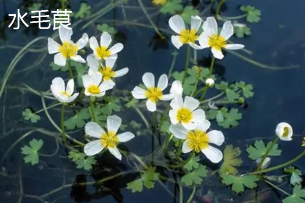耐盐植物有什么特性，可在含盐量较高的土质中生长