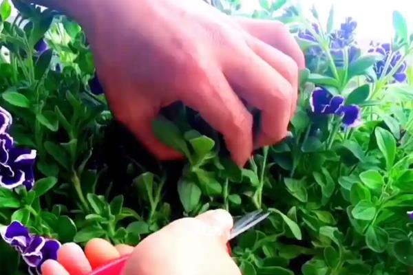 牵牛花枝条太长如何修剪，可以为其进行截短处理