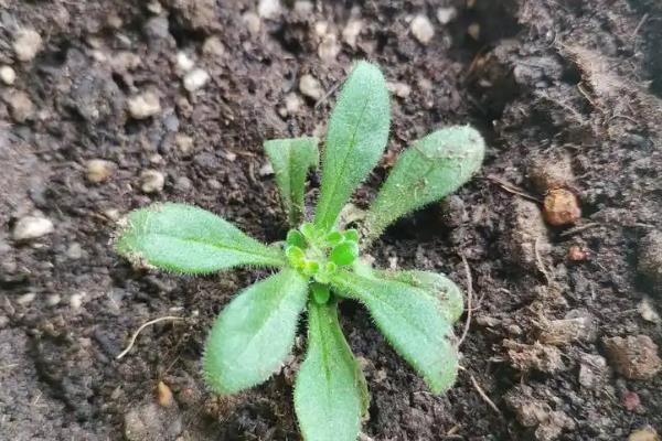 牵牛花枝条太长如何修剪，可以为其进行截短处理