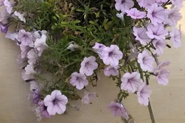 牵牛花枝条太长如何修剪，可以为其进行截短处理