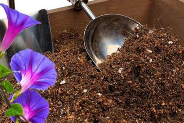 牵牛花枝条太长如何修剪，可以为其进行截短处理