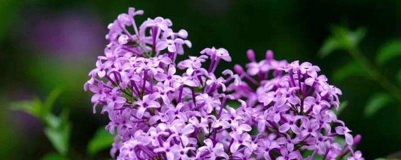 丁香花有毒吗，不含毒素但香味浓郁不宜养在室内