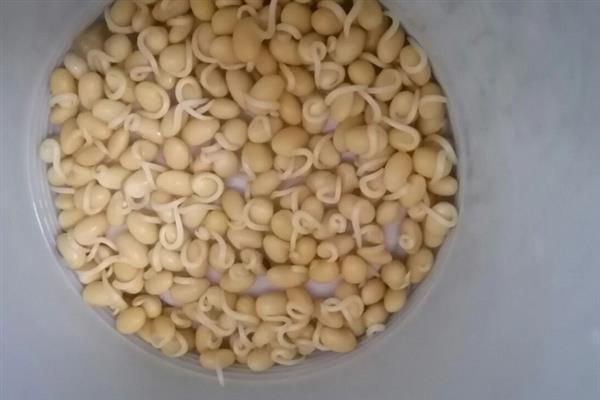 大豆如何拌种，通常在5月下旬-6月上旬进行