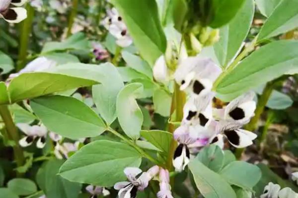 大豆如何拌种，通常在5月下旬-6月上旬进行