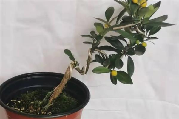 金豆盆景如何养殖，可带土上盆或裸根上盆