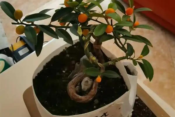 金豆盆景如何养殖，可带土上盆或裸根上盆